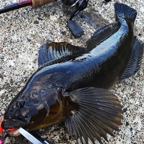 ウサギアイナメの釣果