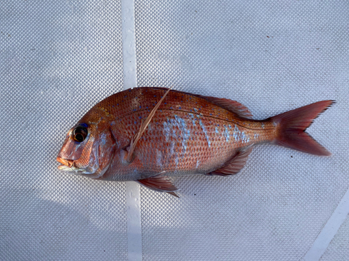 マダイの釣果