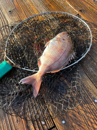 タイの釣果