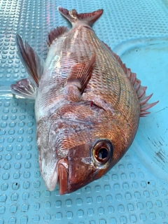 マダイの釣果