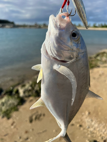 ガーラの釣果