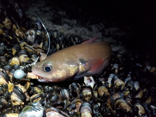 ドンコの釣果