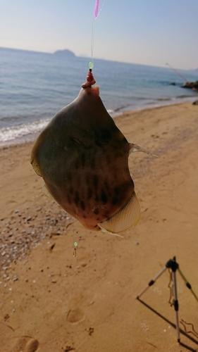 カワハギの釣果