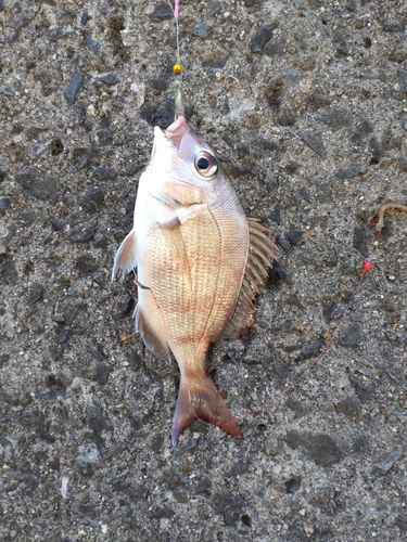 カワハギの釣果