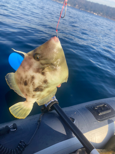 カワハギの釣果