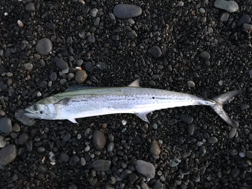 サワラの釣果