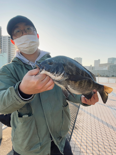 チヌの釣果