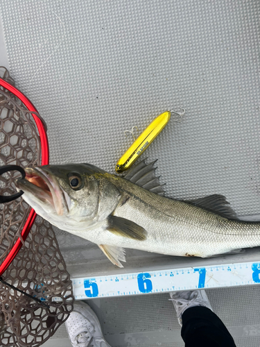 シーバスの釣果