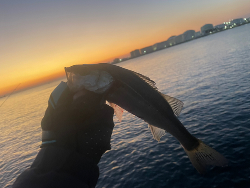 セイゴ（マルスズキ）の釣果