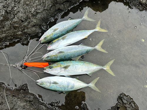 イナダの釣果