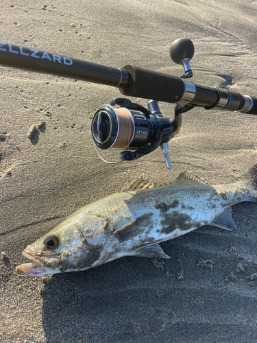 スズキの釣果