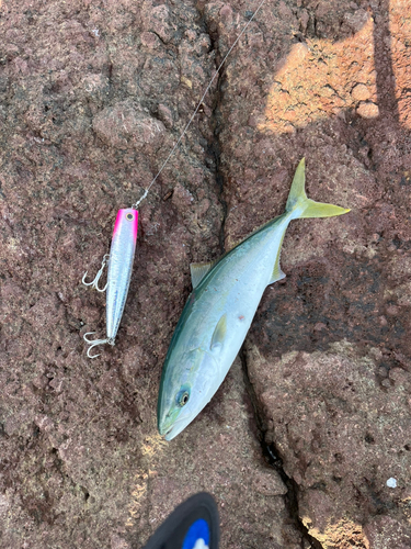 イナダの釣果