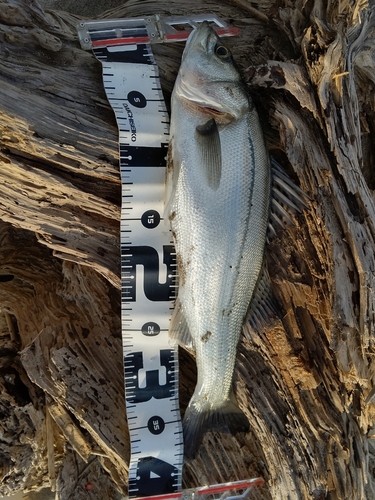 フッコ（マルスズキ）の釣果