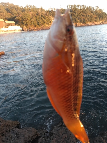 アカササノハベラの釣果