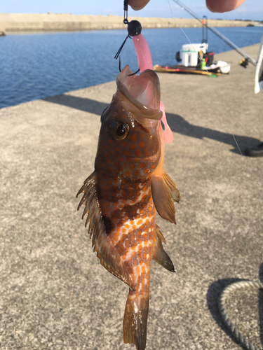 キジハタの釣果