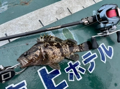 タケノコメバルの釣果