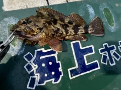 ガシラの釣果