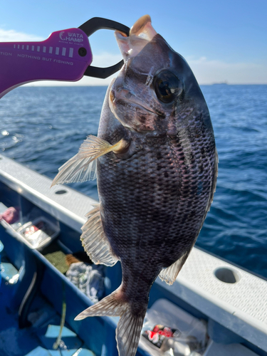 メイチダイの釣果