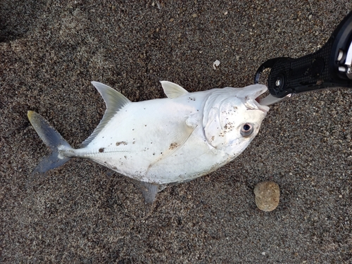 メッキの釣果