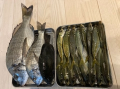チヌの釣果
