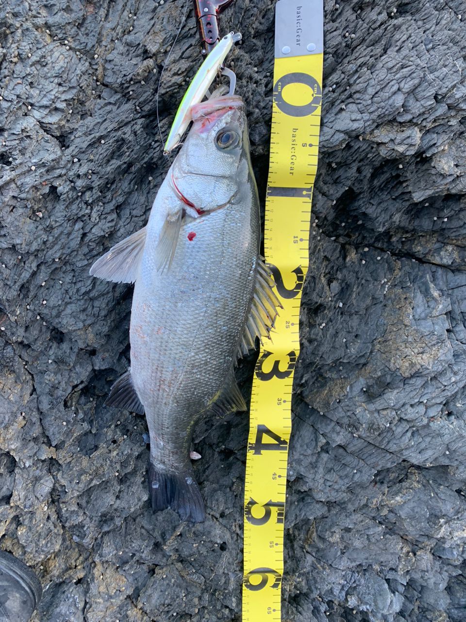 17歳の釣り人さんの釣果 1枚目の画像