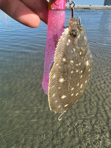 カレイの釣果