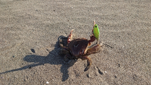 カニの釣果