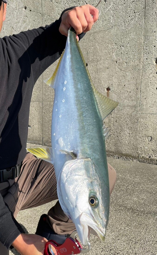 メジロの釣果