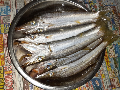 カマスの釣果