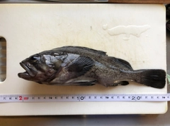 クロソイの釣果