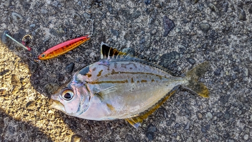 ヒイラギの釣果