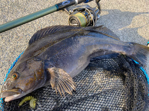 アイナメの釣果