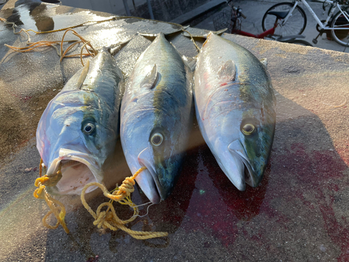 ブリの釣果