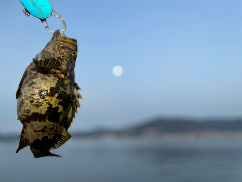 ガシラの釣果