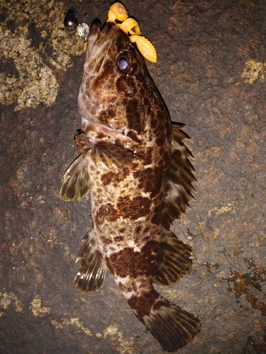 タケノコメバルの釣果