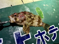 ヨロイメバルの釣果