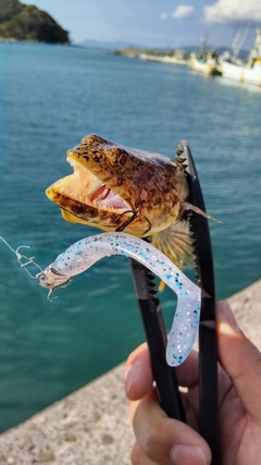 エソの釣果