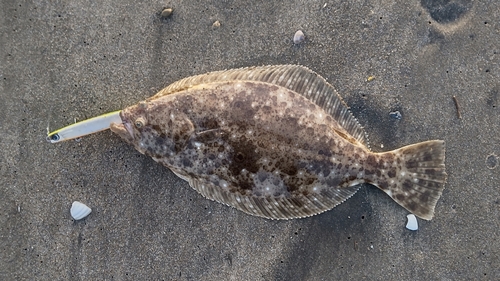 ヒラメの釣果