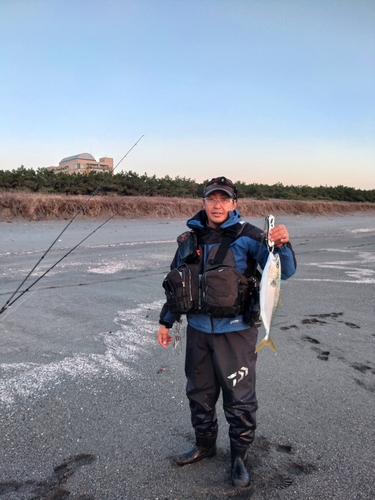 ハマチの釣果