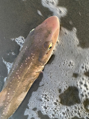 サメの釣果