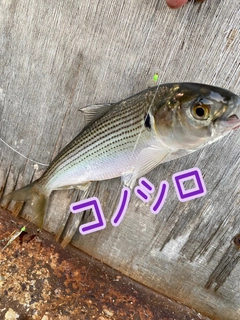 コノシロの釣果