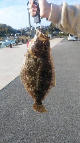 ヒラメの釣果