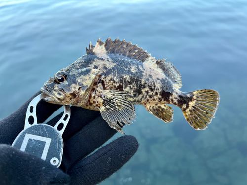 ムラソイの釣果