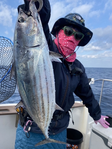 カツオの釣果