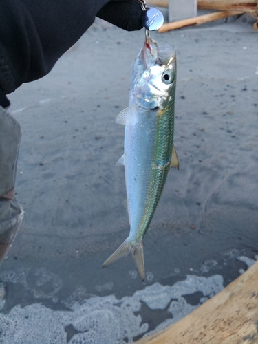 カタボシイワシの釣果