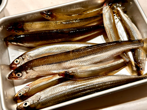 チカの釣果