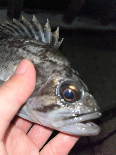 クロソイの釣果