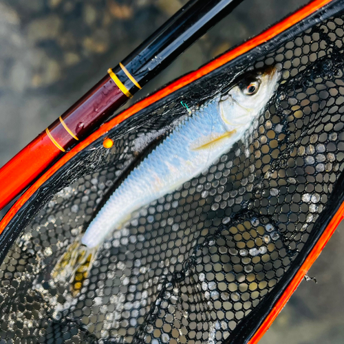 オイカワの釣果