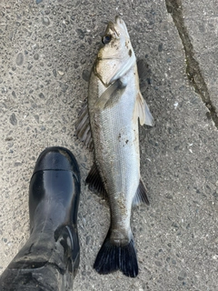 フッコ（マルスズキ）の釣果