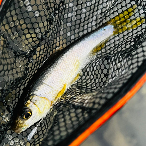 カワムツの釣果